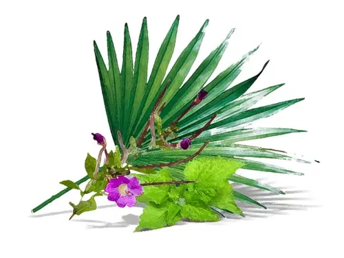 Natur Tanya® Fűrészpálma Olaj kapszula - 60 db