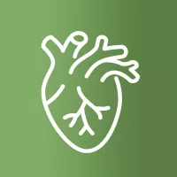Szív-és érrendszer