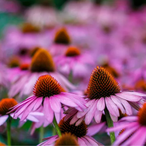 Echinacea ikon
