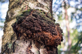 Chaga gomba mellékhatásai: Mire érdemes odafigyelni?