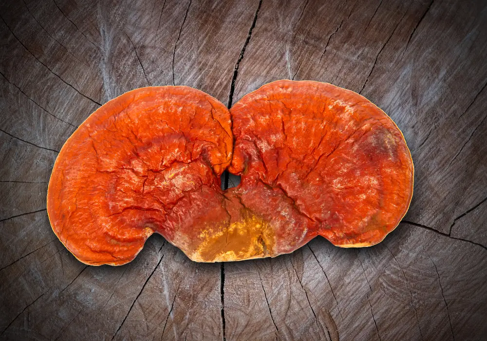 A ganoderma hatása daganatos betegségek esetén