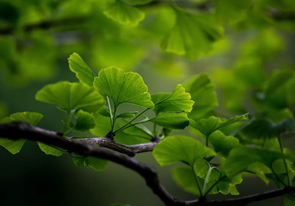 A Ginkgo Biloba hatása, adagolása és mellékhatásai