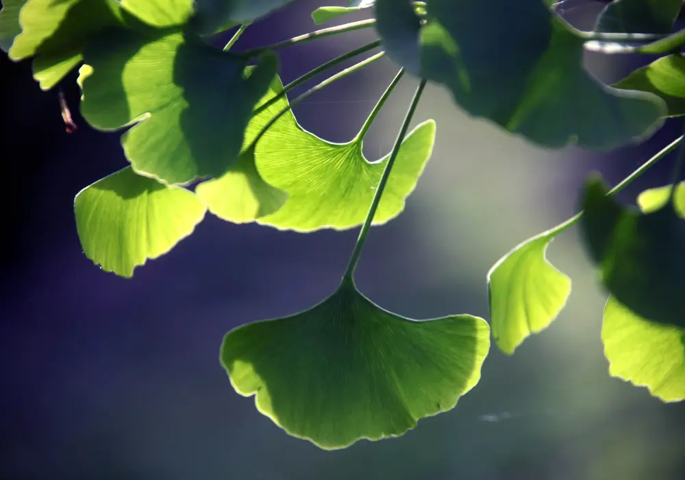 Mik lehetnek a Gingko biloba mellékhatásai?