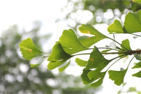Melyik a legjobb Ginkgo Biloba?