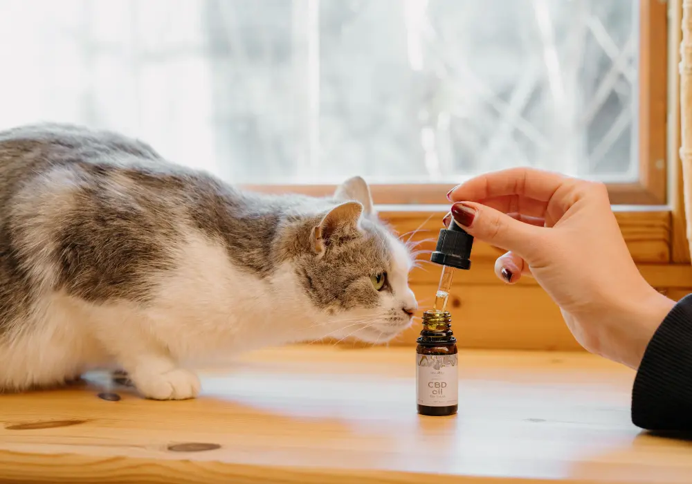 Mire jó a CBD olaj macskáknak? Mutatunk 5+1 felhasználási területet!