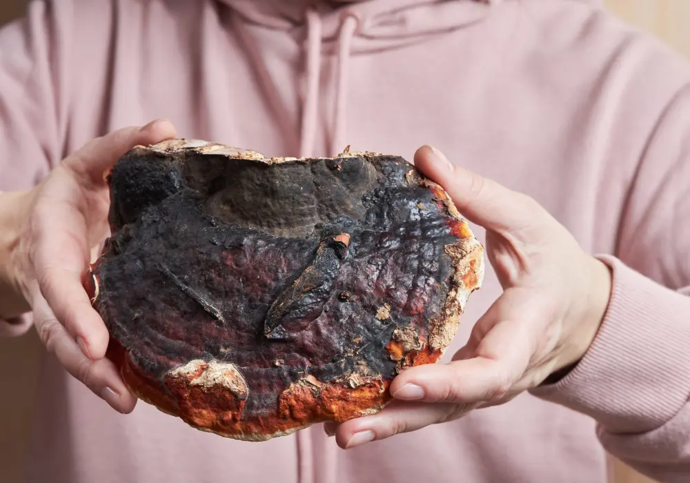 Érdekel, hogy a Reishi gomba mire jó? Mutatjuk a legfontosabb hatásokat!