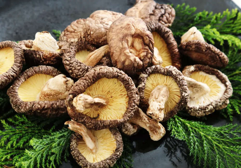 Érdekel, hogy a Shiitake gomba mire jó? Mutatjuk a legfontosabb hatásokat!