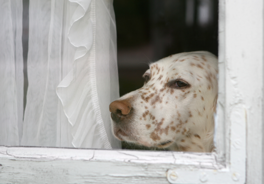 Szeparációs szorongás kutyáknál - így segíthet a CBD olaj