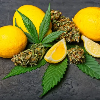 Terpének és flavonoidok ikon