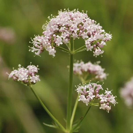 Valeriana ikon